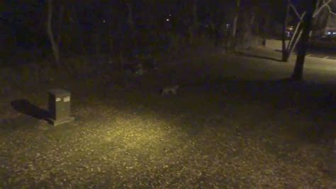 Coyote In My Back Yard YouTube