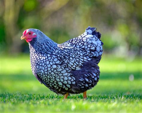 Wyandotte Chickens Breed Profile Facts Photos And Care