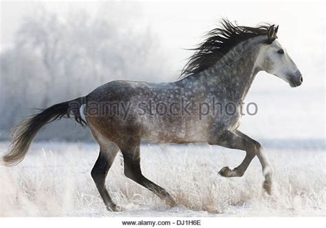 A Gray Horse Running Through The Snow Covered Field