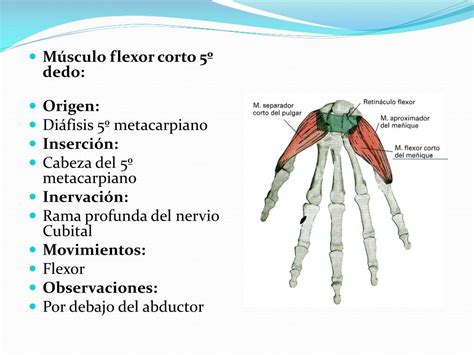 Ppt Musculos De La Mano Powerpoint Presentation Free Download Id