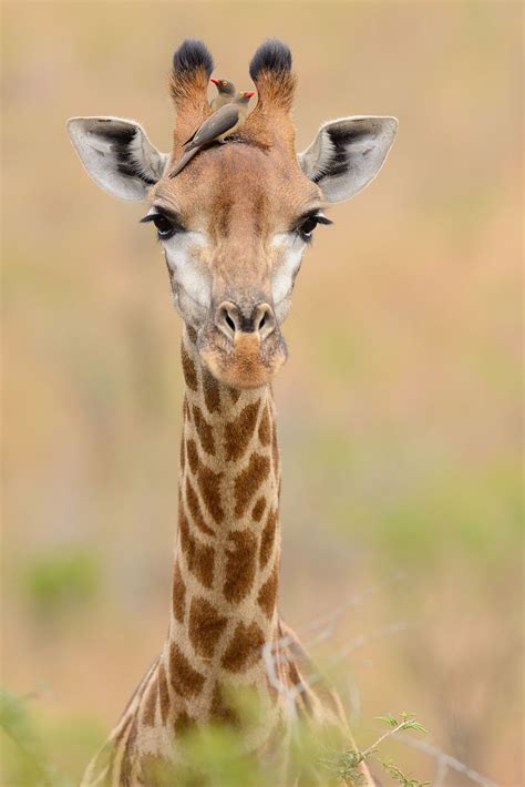 Sewforless.com sells discounted isacord embroidery thread, stitchable embroidery paper, embroidery software and acrylics embroidery blanks. Giraffe | Giraffe pictures, Giraffe, Animals beautiful