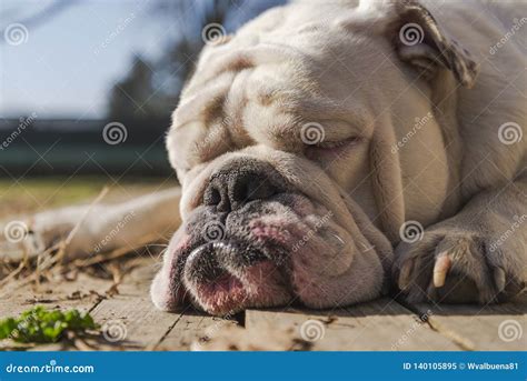 English Bulldog Sleeping Outside In The Backyard Stock Image Image Of