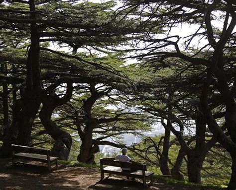 Takreem Alain Daou S Strives To Preserve The Symbolic Lebanese Cedar Tree