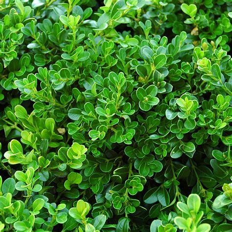 Buxus Microphylla Green Beauty