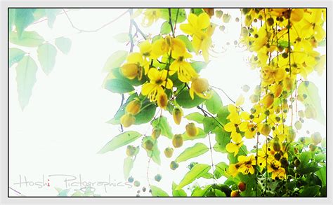 Images on the instagram tiktok about kanikonna. Its Vishu Again | The golden shower tree is the state ...