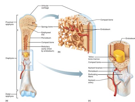 The outer part of a long bone is made of compact bone. Long Bone Diagram Medullary Cavity - Bone Structure Anatomy And Physiology I : Study long bone ...