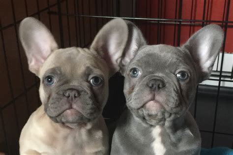 They almost cover the dog's whole body and. For the Love of Frenchies, French Bulldog Breeders