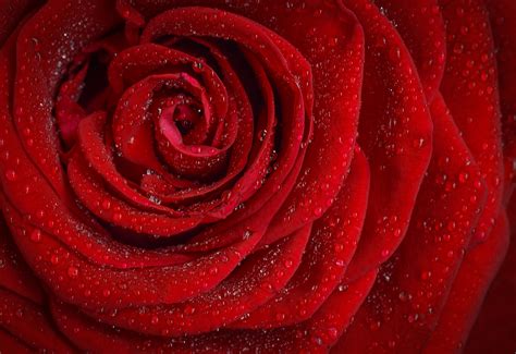 Rose Red Rosa Morning Rose Flower Flower 4k HD Wallpaper