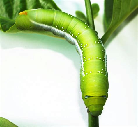 Green Caterpillar · Free Stock Photo