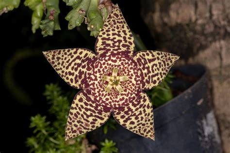Carrion Stapelia Flower Tips On Growing And Caring For The Cactus