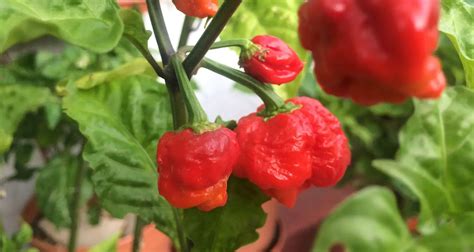 discover our 【offers on carolina pepper plants】 what are you waiting for