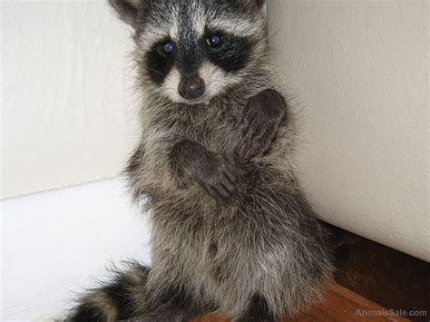 Raccoons Puppy For Sale Affortable Prices Exotic Animals For Sale