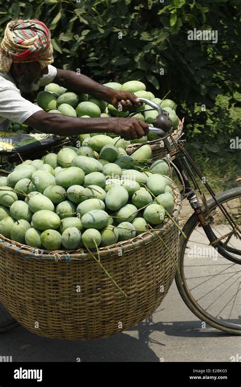 Carrying Mangoes Hi Res Stock Photography And Images Alamy