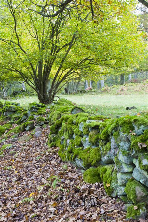 5941 Mossy Scene Photos Free And Royalty Free Stock Photos From Dreamstime