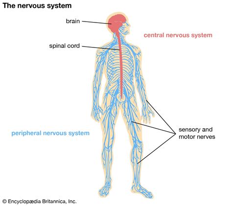 Nervous System Students Britannica Kids Homework Help
