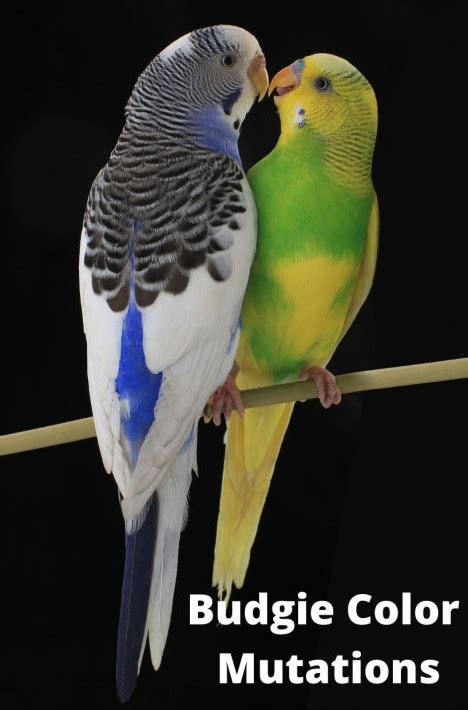Budgerigar Colors Featherland Bird Cage