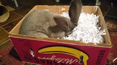 How To Make A Digging Box For Your Rabbit Huisdier Konijnen Konijn