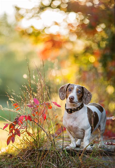 Pet Portraits Dog Portraits Pets Photos Of Dogs Professional Pet