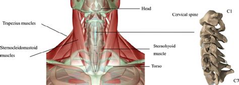Neck Muscle Diagram Structure Of The Human Neck Download