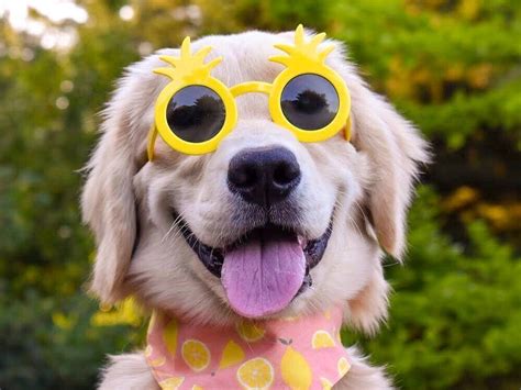 Dogs Cuteness Alert We Bet These Dogs Wearing Sunglasses Will Be The