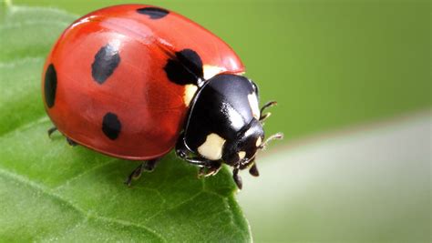 Whats With All Of The Ladybugs