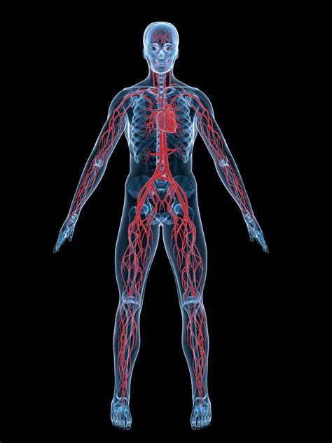 Coronary circulation is the circulation of blood in the blood vessels of the heart muscle (the myocardium). Human circulatory system | TheSchoolRun