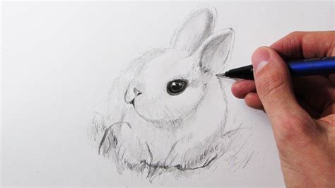 Cómo Dibujar Un Conejo Muy FÁcil Youtube