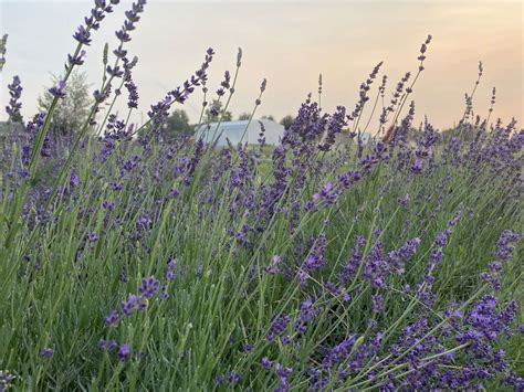 Relaxing Peaceful Lavender Farm Hipcamp In Milton Freewater Oregon