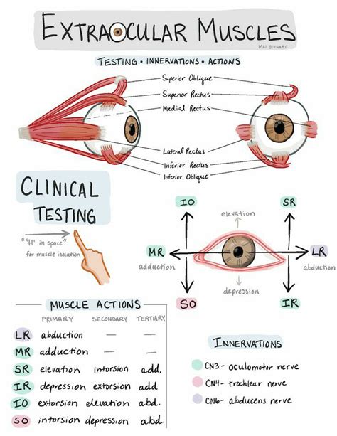 Extraocular Muscles Extraocular Muscles Ophthalmology Grepmed