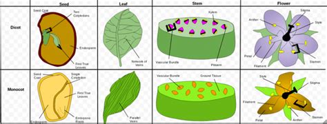 Different Types Of Plants By Life Cycle Seeds And Size Leverage Edu
