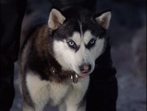 Demon Snow Dogs Photo 32163392 Fanpop