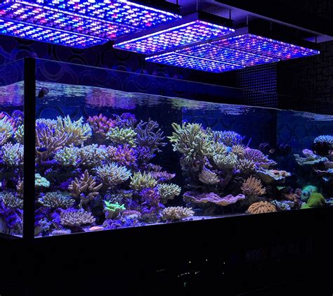 Aquarium Led Lighting Photos Best Reef Aquarium Led Lighting Gallery