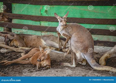 Mother Kangaroo Carrying Her Joey In Her Pouch Stock Image