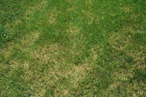 Dead Lawn Care How To Treat Brown Spots In Your Lawn