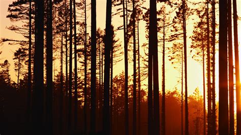 Woods Sunset Wallpaper 1920x1080 32560