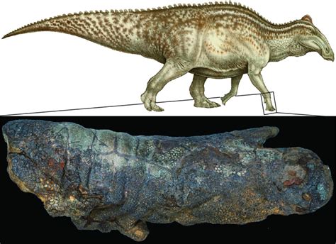 Rare ‘mummified Dinosaur Formed In An Unexpected Way Smart News