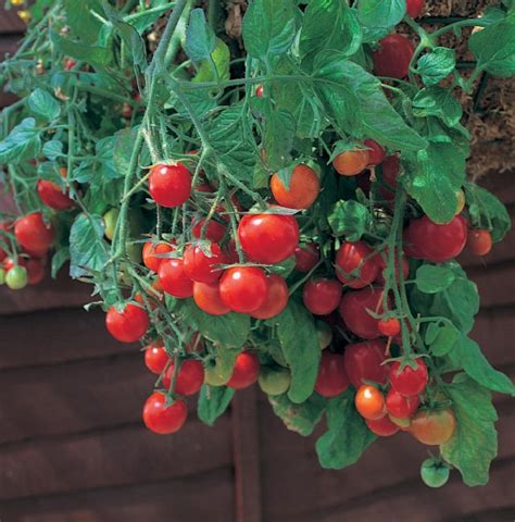 Tumbling Tom Red Cherry Tomato Plant 25 Pot Great In Baskets Or