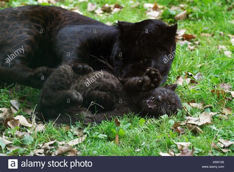 Black Panther Panthera Pardus Mother With Cub Laying On