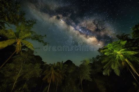 Rainforest Gives Way To Canopy Of Stars With The Milky Way And