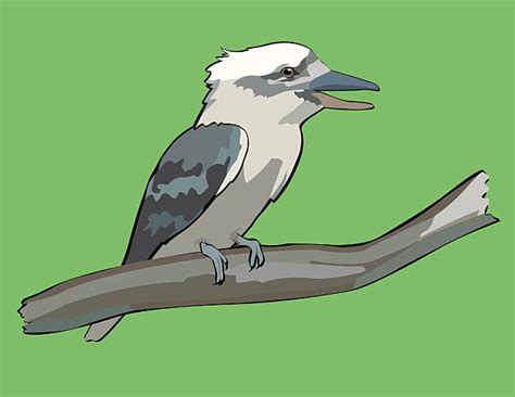 Royalty Free Kookaburra Clip Art Vector Images And Illustrations Istock