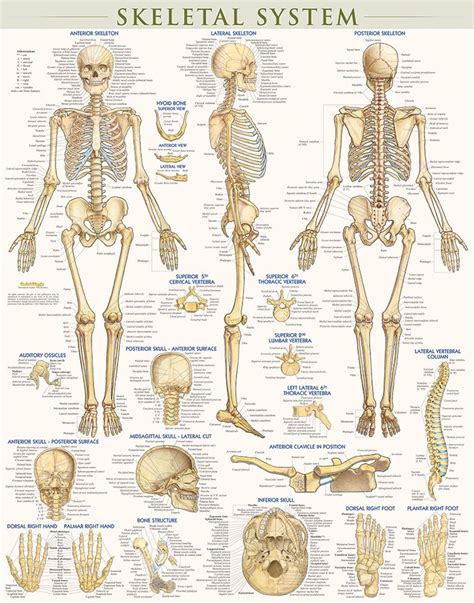 Senses With Images Skeletal System Anatomy Human Skeleton Anatomy