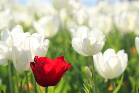 One Bright Red Tulip In The Field Of White Tulips In April Stock Image