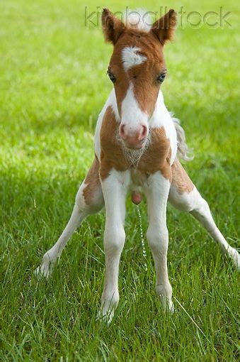 Hor 02 Mb0026 01 Miniature Horse Foal Standing In Pasture Urinating