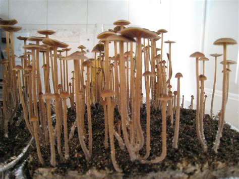 Grow Magic Mushrooms Growing Magic Mushrooms Pictures