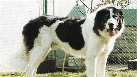 Bukovina Sheepdog Dog Breed With His Complete Profile That Icludes His