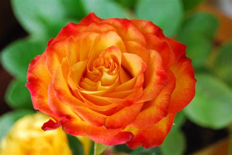 Pin By Cyndy Risku On Flowers Rose Flower Rose Flowers