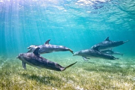Bottlenose Dolphin Facts And Beyond Biology Dictionary