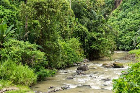 Beautiful Tropical River In Rainforest Jungle Of Bali Island Indonesia