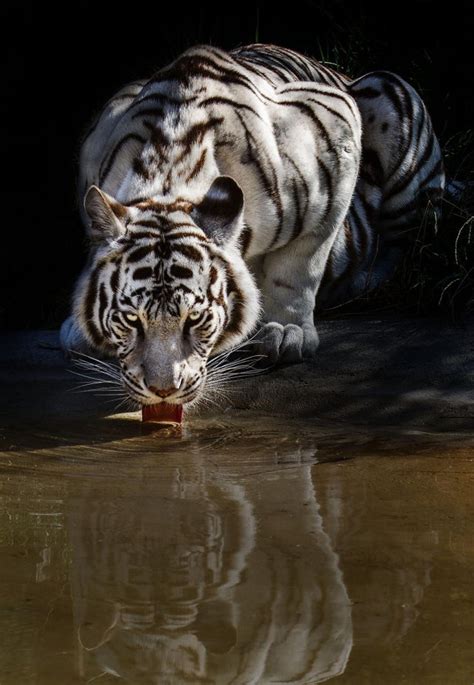 Psbattle A White Tiger Drinking Water Photoshopbattles