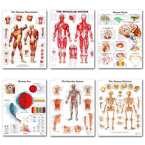 Human Anatomy Muscles System Art Poster Print Body Map Silk Painting